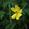 秋の花