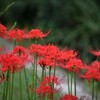 朱色の花