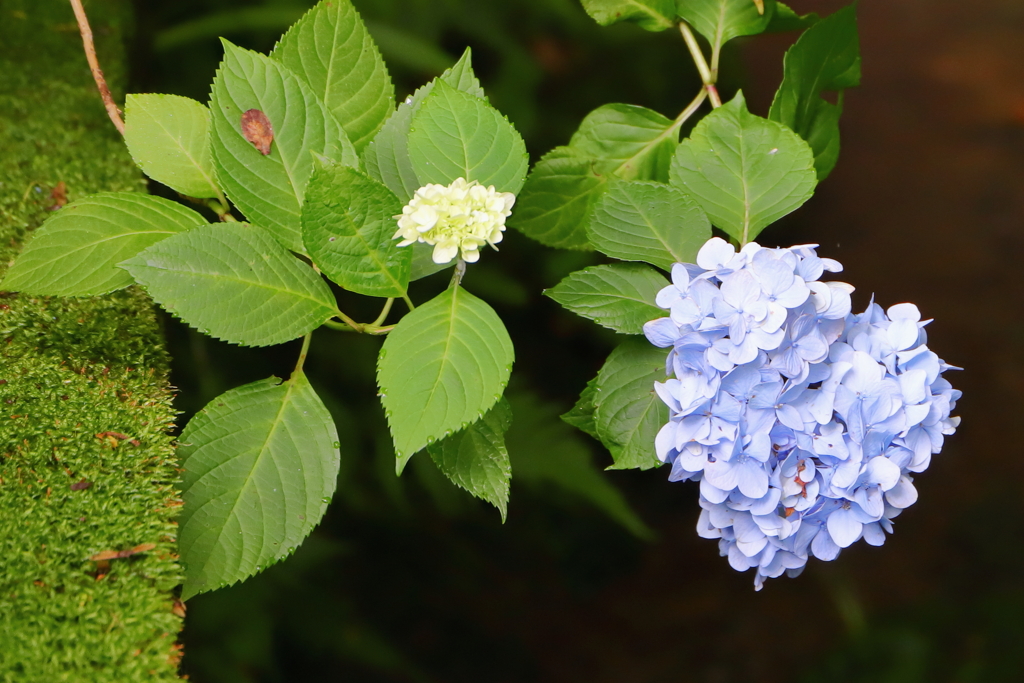 明月院（紫陽花）