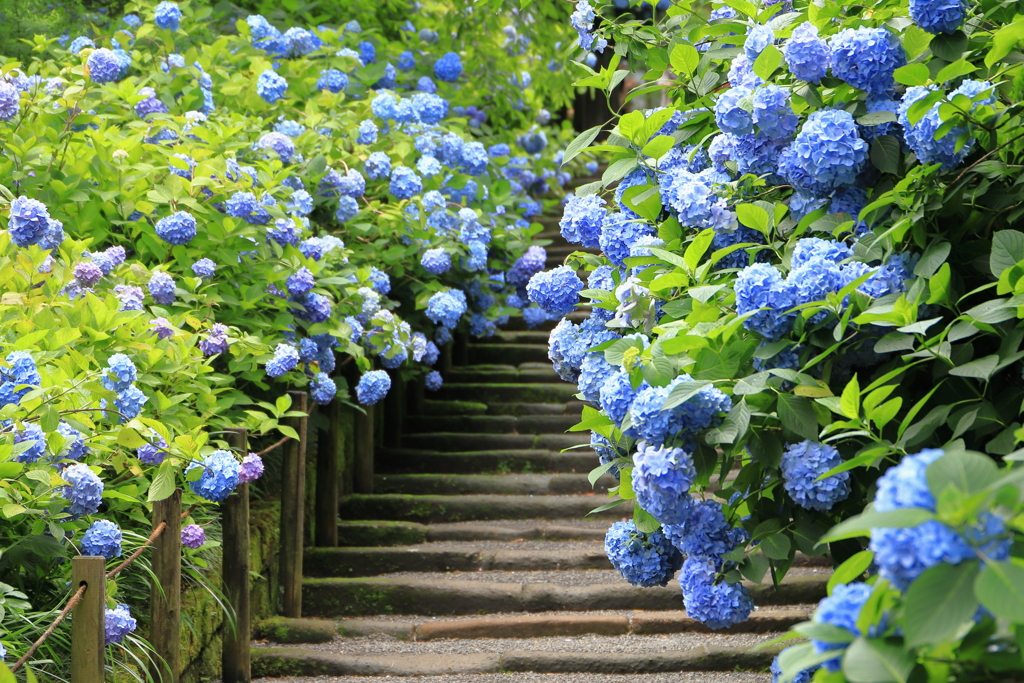 明月院（紫陽花）