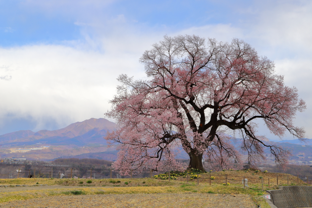 わに塚の桜