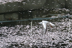 ウミネコとサクラ