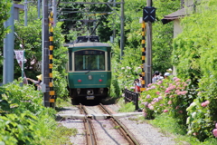 江ノ電と紫陽花 (長谷～極楽寺）