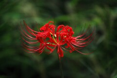 彼岸花