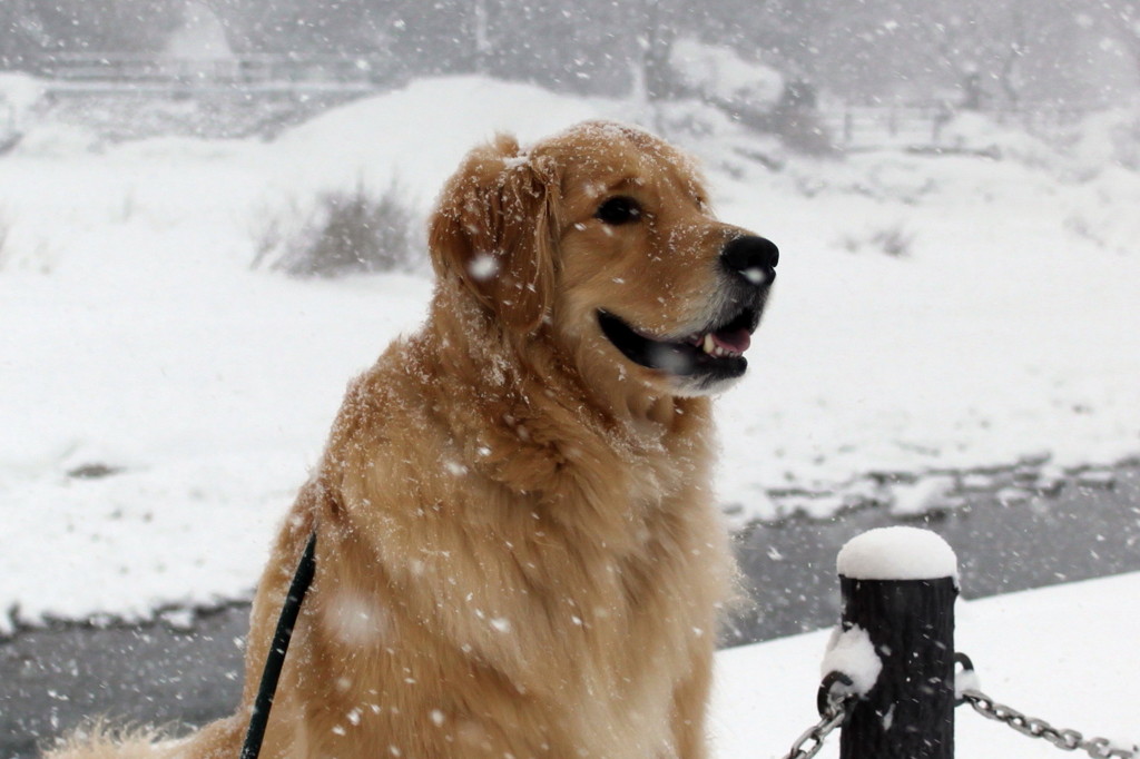 我が家の愛犬１歳