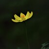 秋の花