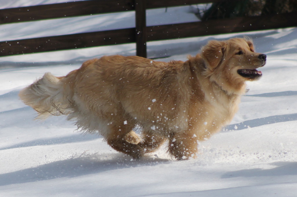 我が家の愛犬１１カ月