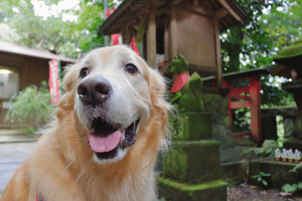 相棒と鎌倉へ　佐助稲荷神社