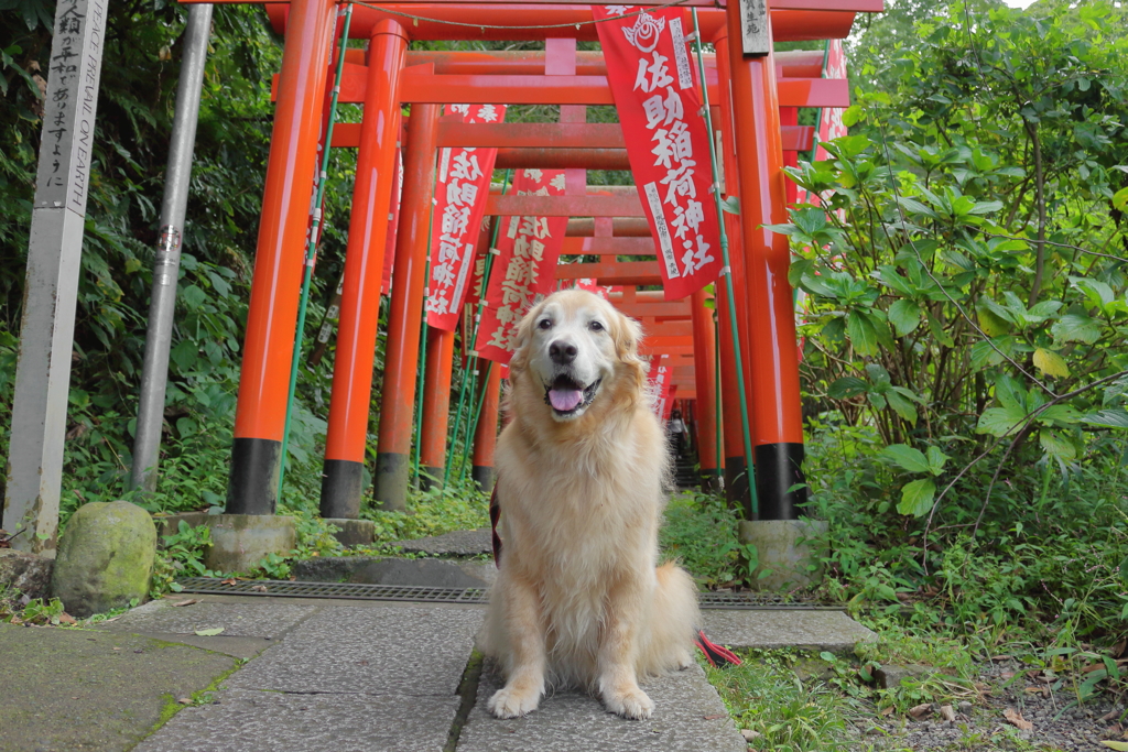 相棒と鎌倉へ　佐助稲荷神社