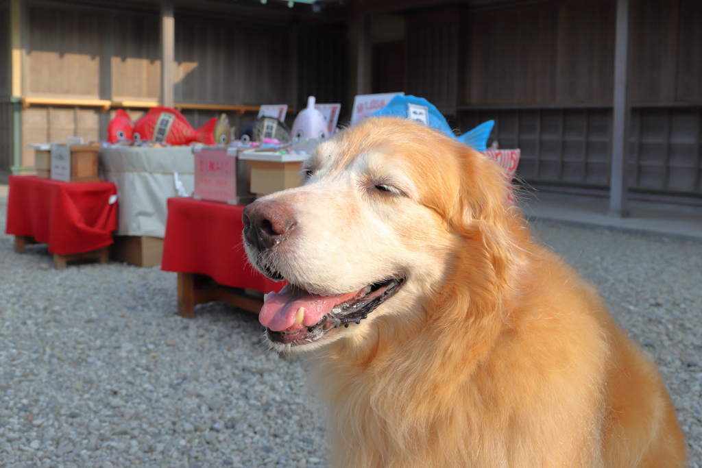 相棒と森戸神社へ