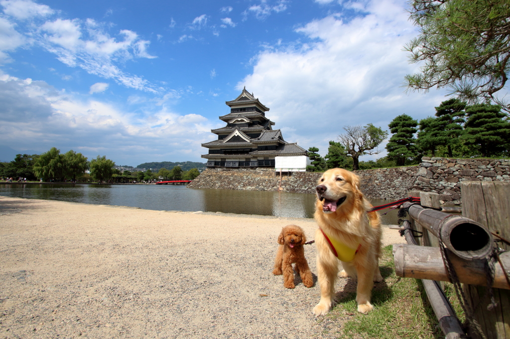 我が家の愛犬（さん太と親戚ムック君）