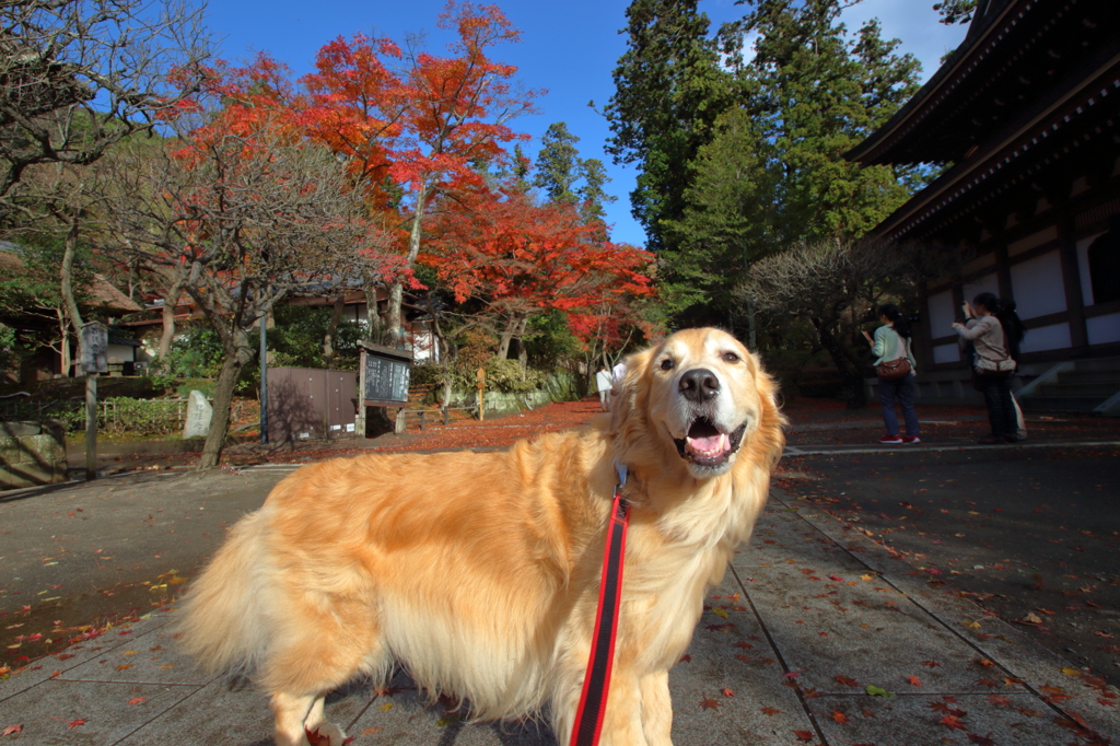 我が家の愛犬