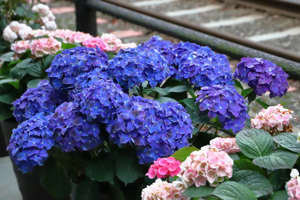 今朝の散歩から（線路脇の紫陽花）