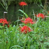 朱の花