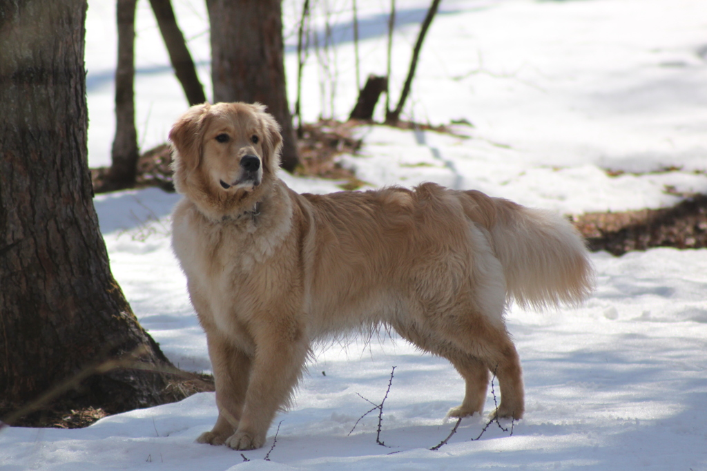 我が家の愛犬１１カ月