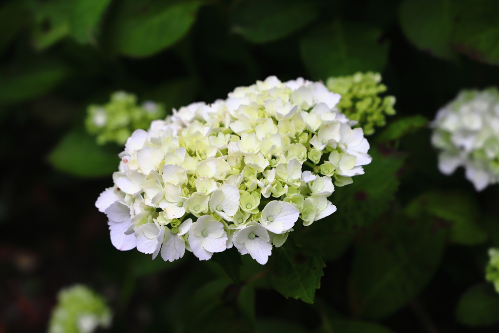 今朝の散歩から（線路脇の紫陽花）