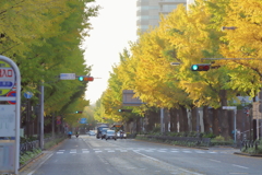 横浜・公園通りの銀杏並木