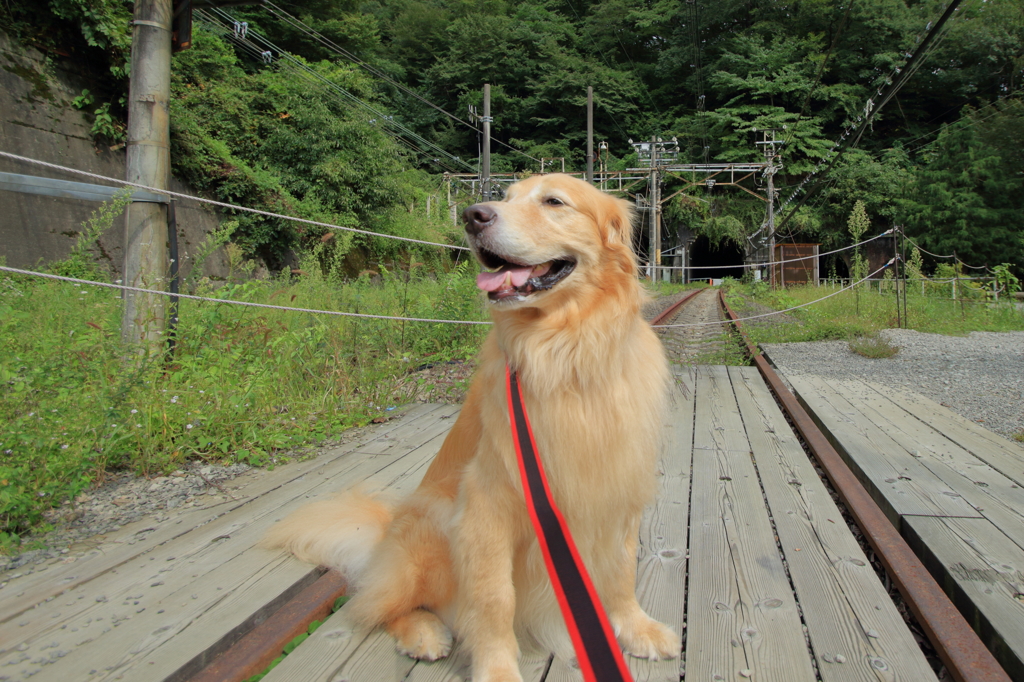 我が家の愛犬（旧熊ノ平駅跡）