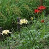 秋の花