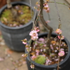 我が家の枝垂れ梅の花も終いへ