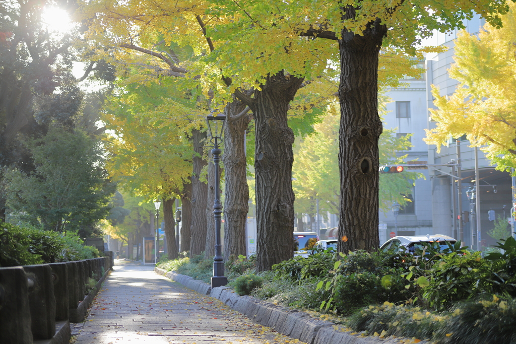 横浜・公園通りの銀杏並木