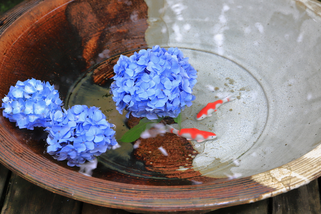 明月院（紫陽花）