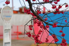 雨上がりに寒緋桜？を撮ってみました。