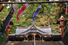 鯉のぼり