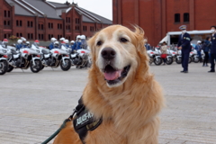 我が家の愛犬（神奈川犬警察）