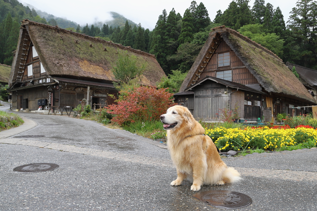 相棒と雨の白川郷へ