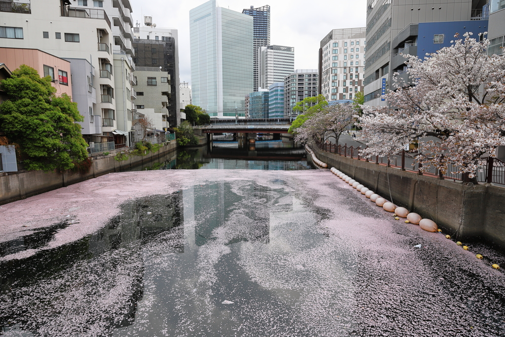 川 vs 海で現れたライン