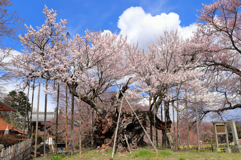 山高神代桜（実相寺）