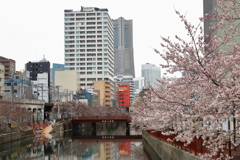 大岡川の桜並木