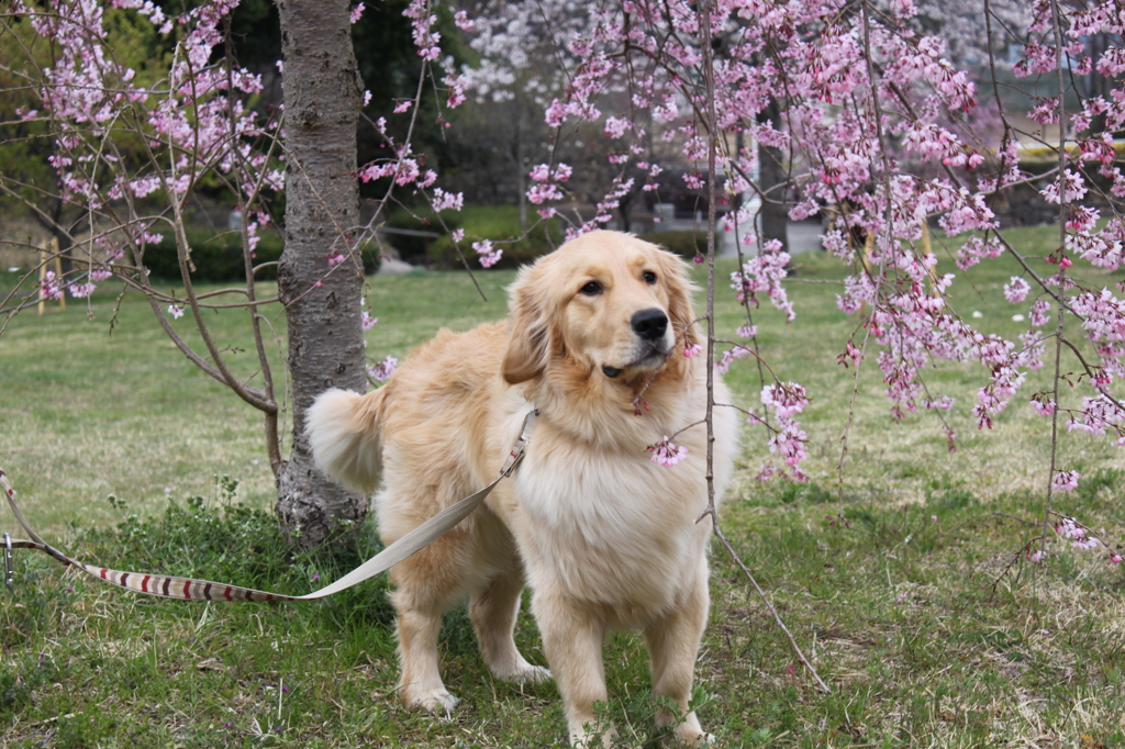 我が家の愛犬１歳