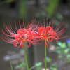 朱色の花