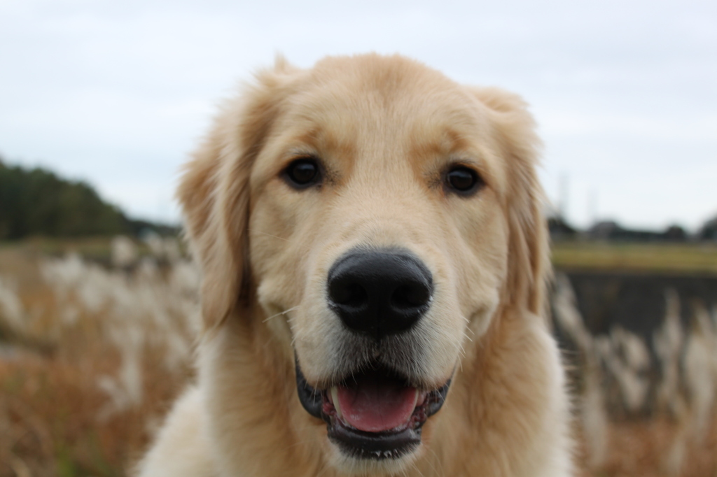 我が家の愛犬１０カ月