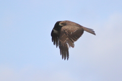 鳶