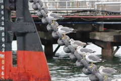 山下公園のウミネコ達