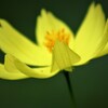 秋の花