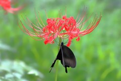 彼岸花とアゲハ蝶