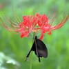 彼岸花とアゲハ蝶