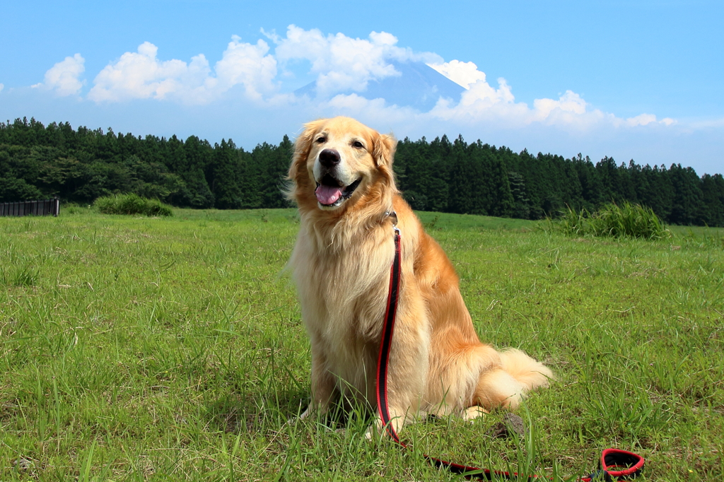 我が家の愛犬（５歳５ヶ月）