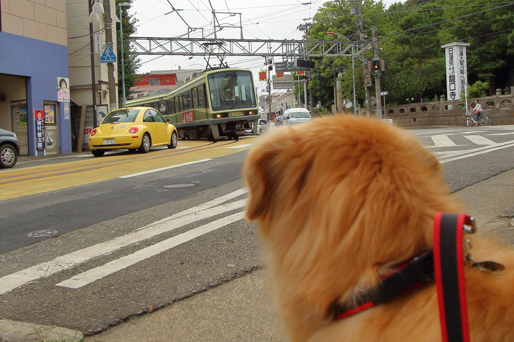 道路に電車が来たよ