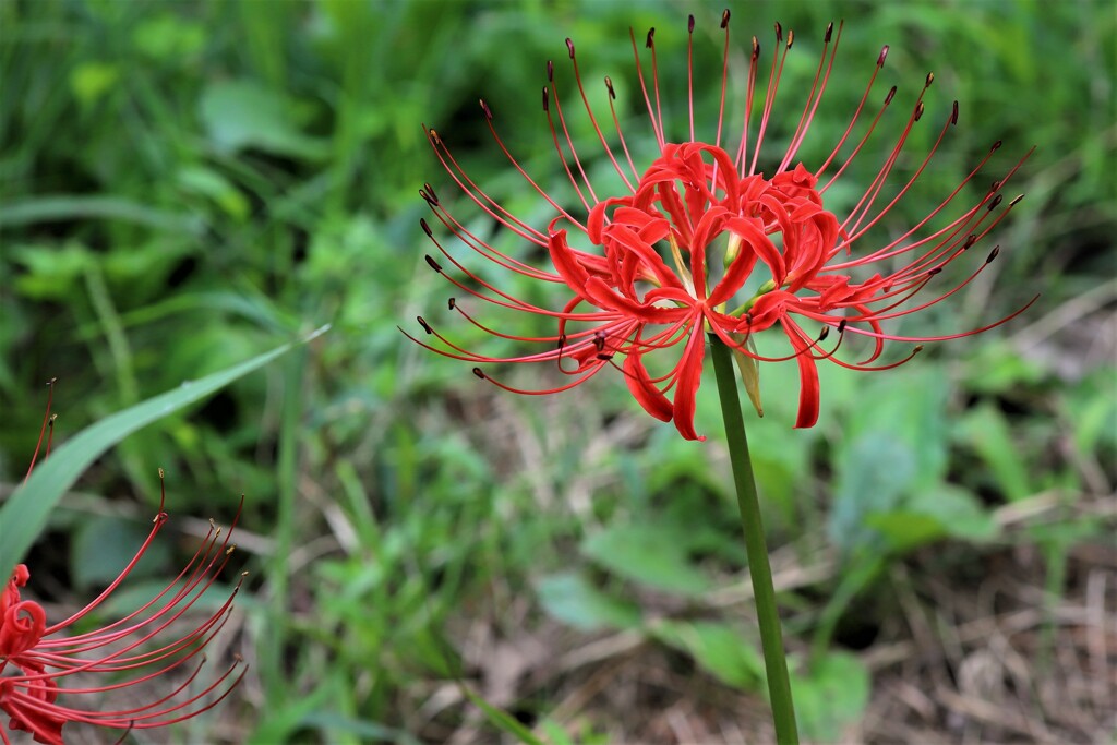 朱の花