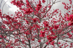 これが緋色というのですね。寒緋桜？を撮ってみました。