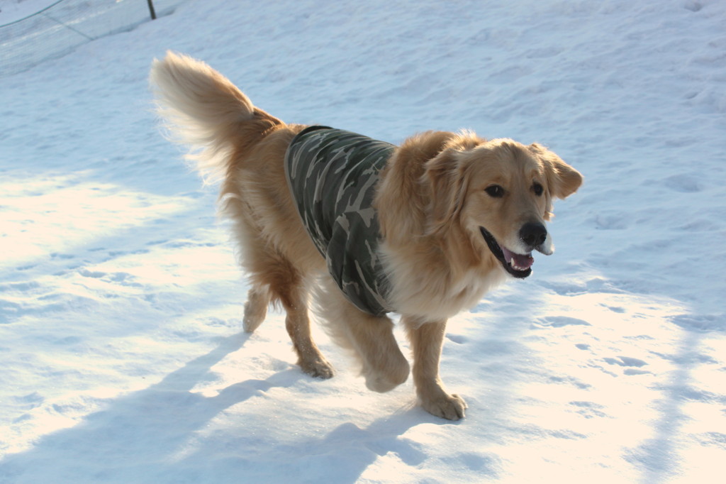 我が家の愛犬１歳