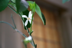 レモンの花が咲きました