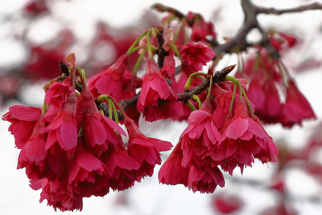 これが緋色というのですね。寒緋桜？を撮ってみました。