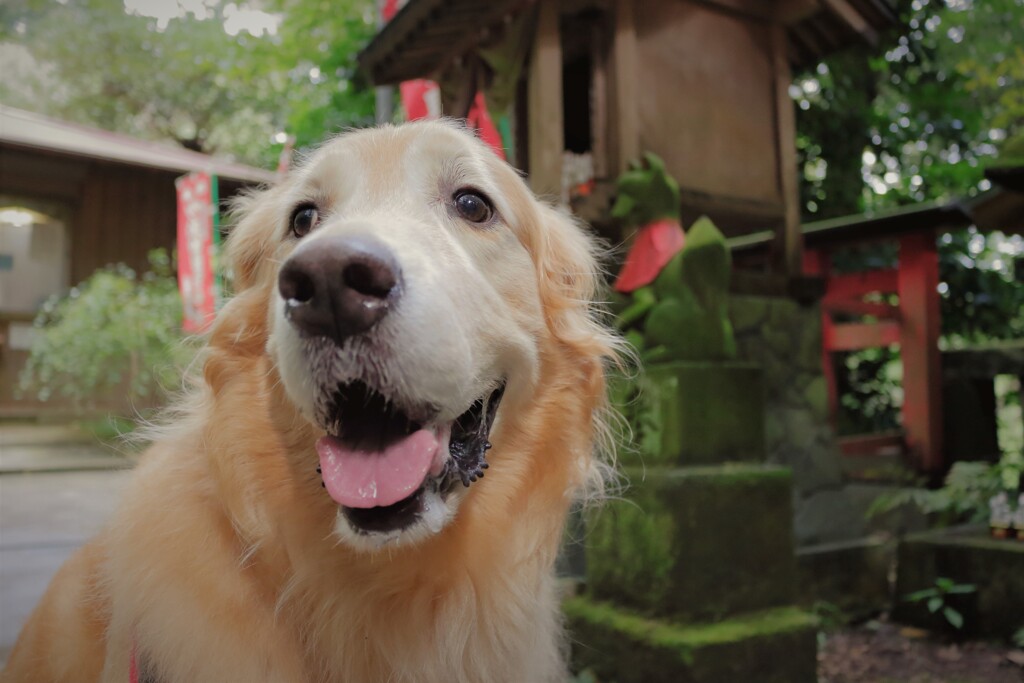 相棒と鎌倉（蔵出）