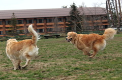 我が家の愛犬・４歳２ヶ月